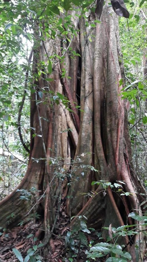 Rainforest River Edge Deniyaya Bagian luar foto