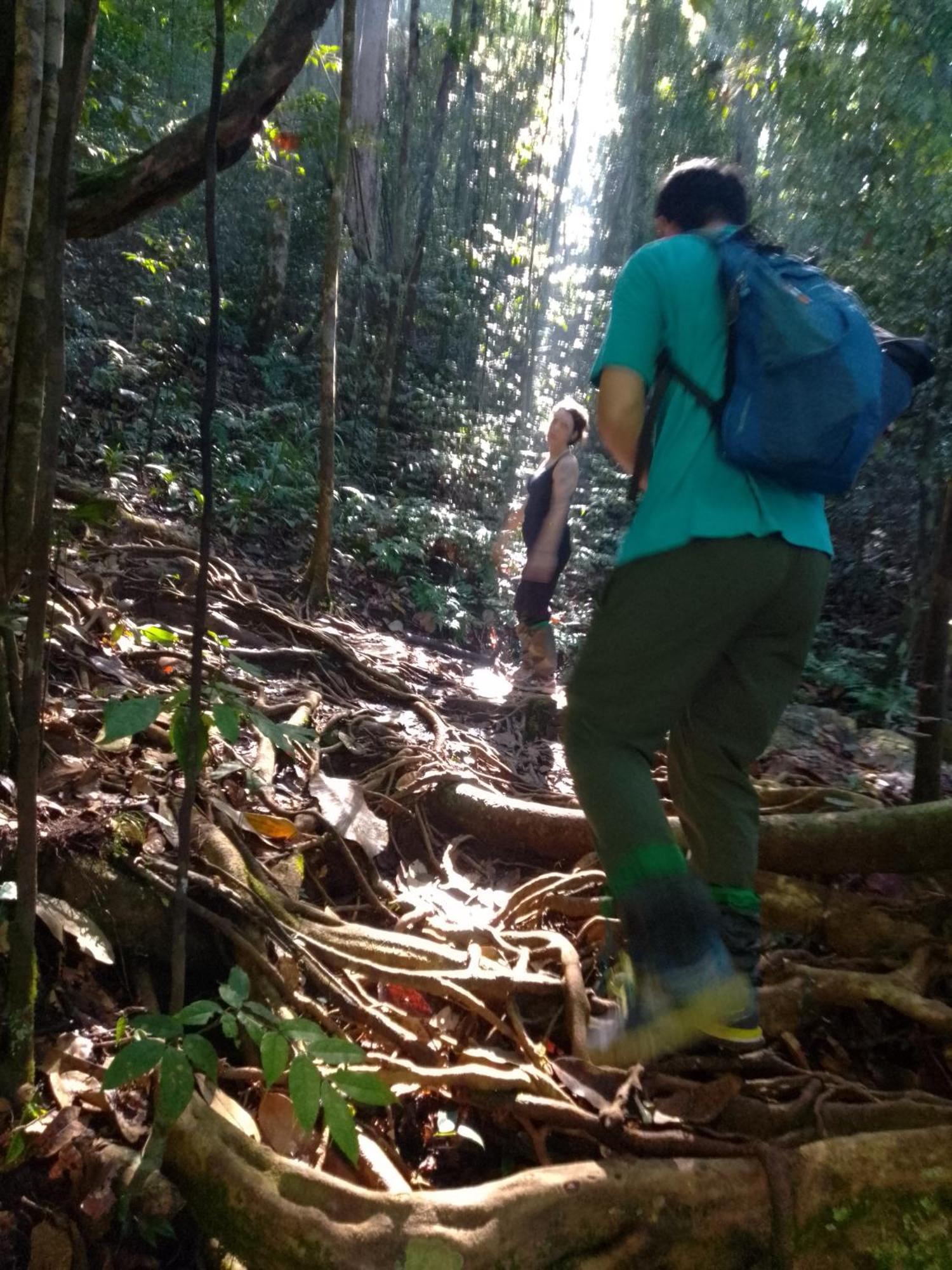 Rainforest River Edge Deniyaya Bagian luar foto